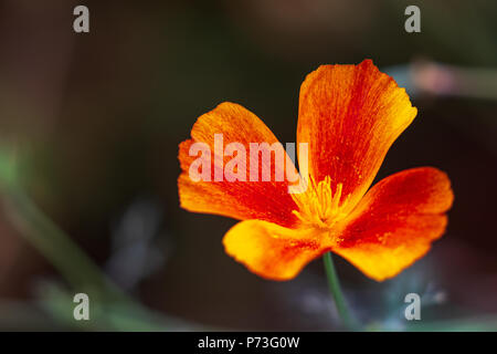 California Poppy - Eschscholzia californica Foto Stock