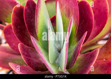 Il rosso e il verde succulenta - Impianto di pagaia, rosso frittelle, Flapjack, cavolo nel deserto - Kalanchoe luciae Foto Stock