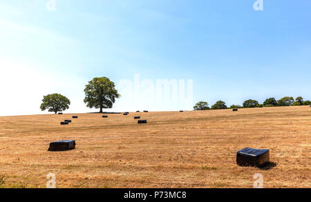 Balle di fieno avvolte in foglio di plastica nero su un campo stoppie, Middlesex, Inghilterra, Regno Unito. Foto Stock