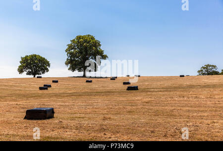 Balle di fieno avvolte in foglio di plastica nero su un campo stoppie, Middlesex, Inghilterra, Regno Unito. Foto Stock