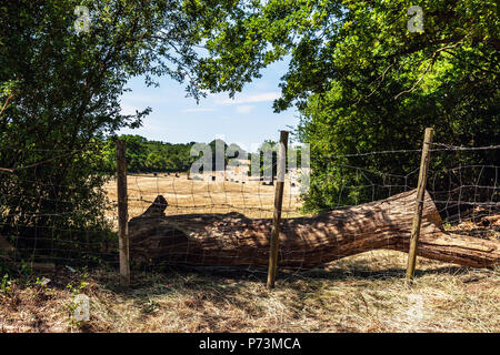 Un campo agricolo e la recinzione, Middlesex, Inghilterra, Regno Unito. Foto Stock