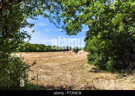 Un campo agricolo dopo il raccolto, Middlesex, Inghilterra, Regno Unito. Foto Stock