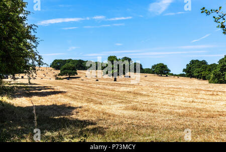 Un campo agricolo dopo il raccolto, Middlesex, Inghilterra, Regno Unito. Foto Stock