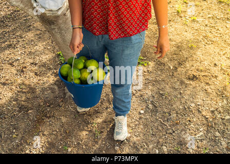 Giovane donna tenendo un secchio pieno di fichi freschi dalla struttura ad albero . Il lavoro nel campo, scena con una bella luce naturale del sole. Foto Stock