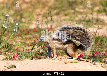 South African striped massa Xerus scoiattolo erythropus,con una coda sollevata in fioritura deserto Kalahari, Sud Africa safari wildlife Foto Stock
