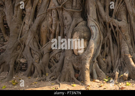 Ayutthaya testa di Buddha statua con intrappolato in Bodhi radici di albero di Wat Maha That (Ayutthaya). Al parco storico di Ayutthaya Thailandia. Foto Stock