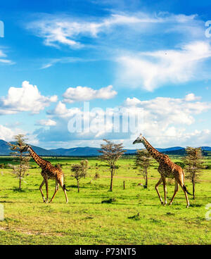 Groupe di giraffe a piedi nella savana africana nel Masai Mara riserva nazionale Foto Stock