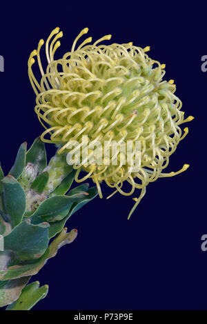 Arte still life colore macro floreale ritratto di un singolo isolato giallo verde protea blossom su sfondo blu visto dal lato Foto Stock