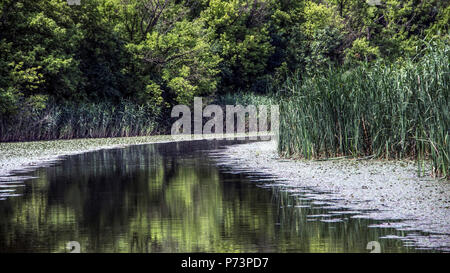 Voivodina, Serbia - una vista in corrispondenza di una porzione del Parco Nazionale di stagno imperiale (Carska Bara) Foto Stock