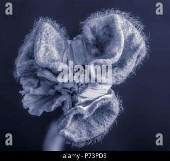 Floral arte still life dettagliate Monocromatico blu fiore macro ritratto di un singolo isolato in raso di seta/apertura di papavero blossom isolato su blu Foto Stock