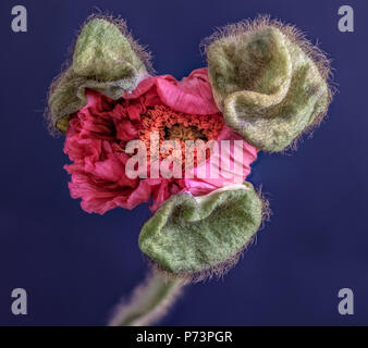 Floral arte ancora la vita di colore dettagliati fiore macro ritratto di un singolo isolato in raso rosa seta/apertura di papavero blossom isolato su sfondo blu Foto Stock