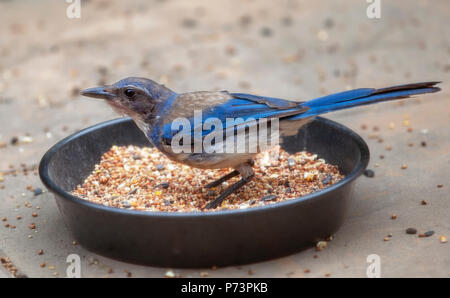 Belle blue jay bird arroccato in grigio di una coppa metallica mangiare birdseed fissando il cielo Foto Stock