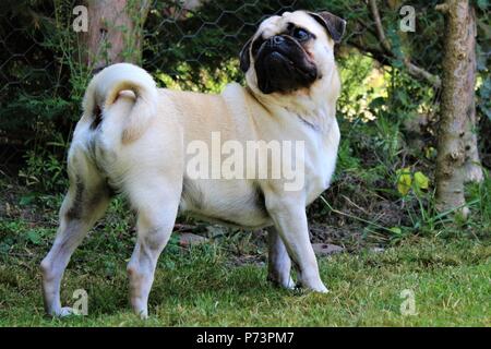 Un anno vecchio Pug maschio cane in giardino Foto Stock