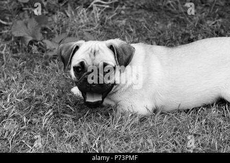 A tre mesi Chug femmina (Chihuahua croce Pug) puppy in un giardino Foto Stock