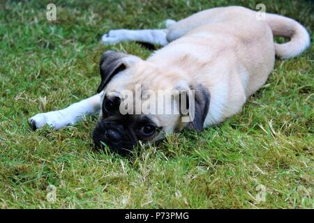A tre mesi Chug femmina (Chihuahua croce Pug) puppy in un giardino Foto Stock