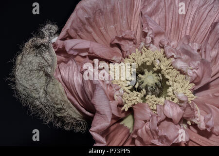 Floral arte ancora la vita di colore dettagliati fiore macro ritratto di un singolo isolato di rosa pastello/in raso di seta apertura di papavero blossom isolato su nero Foto Stock