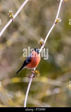 Unico ciuffolotto (Pyrrhula pyrrhula) appollaiato su un ramo sottile con bokeh sfondo della foresta Foto Stock