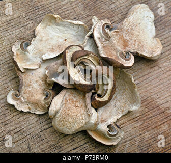 Disidratato fette di Boletus Edulis Mushroom Foto Stock