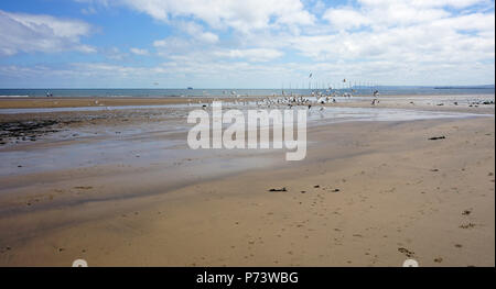 Spiaggia a Seaton Carew Hartlepool Inghilterra su un giorno di estate marea andando fuori Flock Of Seagulls alimentazione a bordo delle acque sulle turbine eoliche offshore Foto Stock