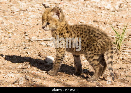 Salvato Serval gattino - Leptailurus serval - in piedi. Foto Stock