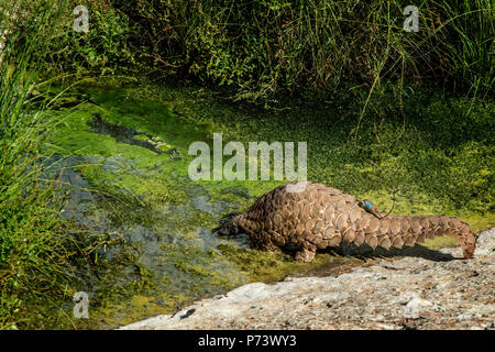 Capo o Temminck di massa - pangolin Manis temminckii - è sulla convenzione CITES Lista rossa come specie gravemente minacciate. Questo pangolin sta entrando in una piccola piscina Foto Stock