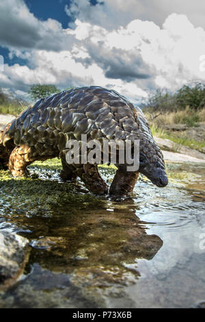 Capo o Temminck di massa - pangolin Manis temminckii - è sulla convenzione CITES Lista rossa come specie gravemente minacciate. Questo pangolin sta attraversando un piccolo ruscello Foto Stock
