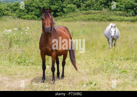 Due grigio e bay cavalli in un campo in Bretagna Foto Stock