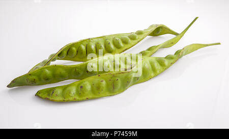 Parkia speciosa isolati su sfondo bianco Foto Stock