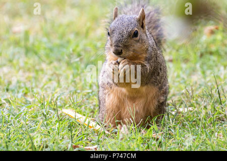 Eastern Fox Squirrel, Fox Squirrel, Bryant's Fox Squirrel - Sciurus niger questo è un giovane maschio. Foto Stock