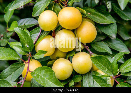 Immagine del dolce prugna gialla matura su un albero nel giardino Foto Stock