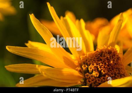 Bel bouquet di colore giallo brillante fiori Heliopsis helianthoides in una giornata di sole, close-up. Foto Stock