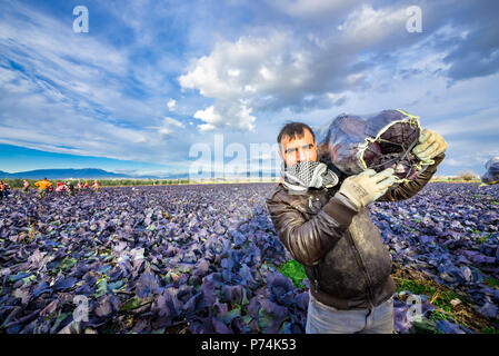 Lavoratore non identificato funziona in un campo di cavolo cappuccio a Izmir, Turchia 09 Aprile 2017 Foto Stock