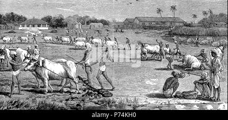 Indigo coltivazione in Tirhoot, Bengala. Aratura in fabbrica Zyraths, India, digitale riproduzione migliorata da un originale stampa da l'anno 1881 Foto Stock