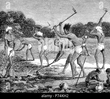 Indigo coltivazione in Tirhoot, Bengala. Scavo i monconi dopo il raccolto, India, digitale riproduzione migliorata da un originale stampa da l'anno 1881 Foto Stock