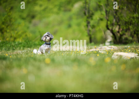 Carino Bichon Havanese cane con taglio di capelli estate godersi il sole su una bellissima radura verde. Messa a fuoco selettiva e profondità di campo Foto Stock