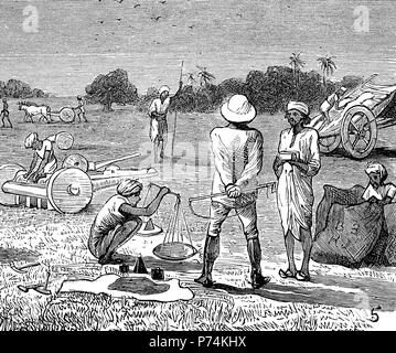 Indigo coltivazione in Tirhoot, Bengala. La misurazione del seme, India, digitale riproduzione migliorata da un originale stampa da l'anno 1881 Foto Stock