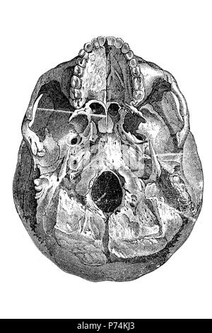 Cranio umano le ossa, visto dal di sotto, digitale riproduzione migliorata da un originale stampa da l'anno 1881 Foto Stock