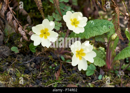 Primula (Primula vulgaris) fioritura piante che crescono nel sottobosco verdeggiante del giardino un aiuola di fiori in primavera. Regno Unito. Foto Stock