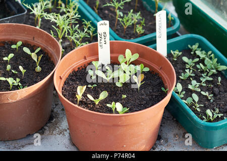 Insalata mista e una foglia di plantula Rudbeckia piante che crescono in compost riempito vasi per piante su un banco di metallo in una serra, UK. Foto Stock