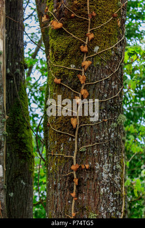 Vecchio vitigno morto aggrappandosi al tronco di albero Foto Stock