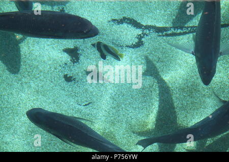 In banchi di pesce nelle zone costiere Rockpools, Gold Coast, Australia Foto Stock