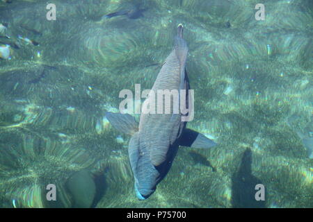 Humphead Wrasse (Cheilnus Undulatus) Foto Stock