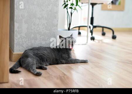 Sbadigliare cat mostrando i denti e la lingua. Il russo gatto blu recante sotto il tavolo a casa. Foto Stock