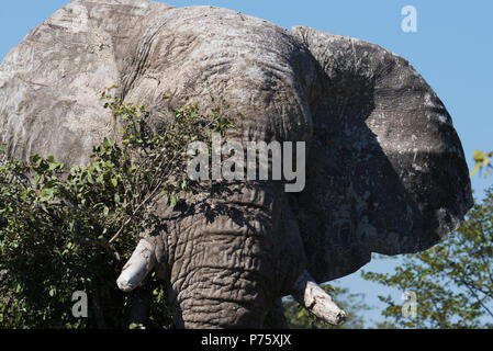 Un grande bull elephant graffi su un albero - sembra che stia cercando di nascondere dietro di esso. Foto Stock