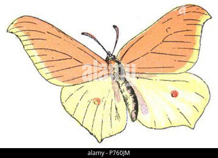 Inglese: Gonepteryx cleopatra Français : Gonepteryx cleopatra . 1905 43 Gonepteryx cleopatra (Millot) Foto Stock