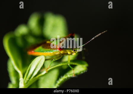 Una protezione di biancospino bug (Acanthosoma haemorrhoidale) su una foglia Foto Stock