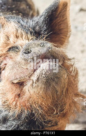 Chiudere l immagine di un maiale kunekune. Il kunekune, è una piccola razza di suini domestici provenienti dalla Nuova Zelanda. Foto Stock