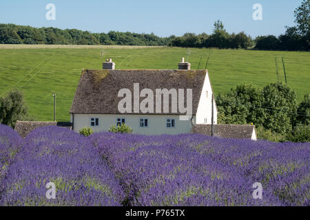 Paesaggio rurale con la casa bianca che si affaccia su campi di lavanda in un allevamento di fiore in Cotswolds UK. Verde collina alle spalle. Fotografato in una giornata di sole. Foto Stock