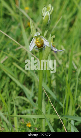 Fiori e boccioli sulla testa di fioritura del formulario giallo di Bee Orchid (Ophrys apifera var chlorantha). Porto di segale Riserva Naturale. Segale, Sussex, Regno Unito Foto Stock