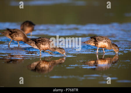 Brown teal (Anas chlorotis) alimentazione sui molluschi in acqua di marea sulla grande isola barriera, Nuova Zelanda Foto Stock